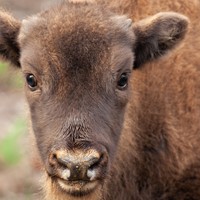 Portrait Bison 1 Nov2022 (Donovan Wright)