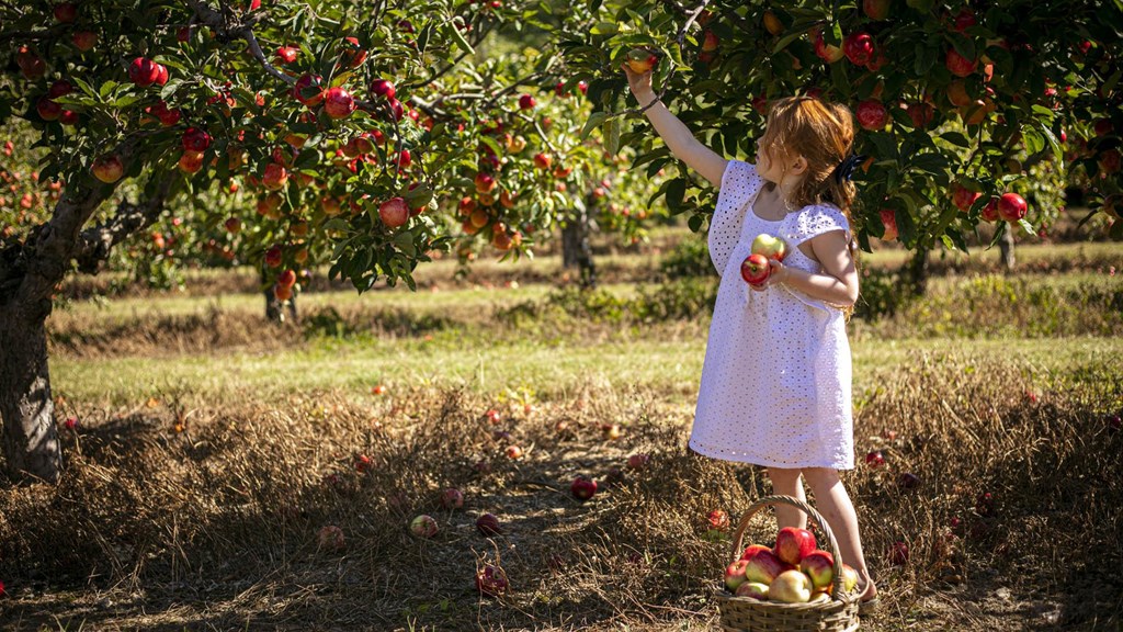 Castle Farm PYO 099 1141