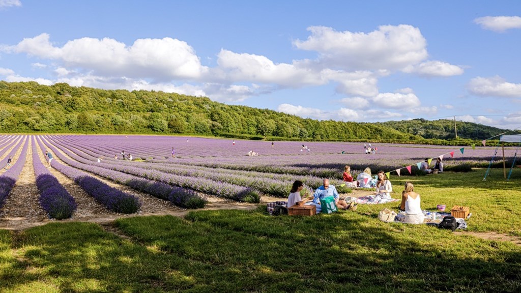 Castle Farm Lavender Fields1 Copy Large