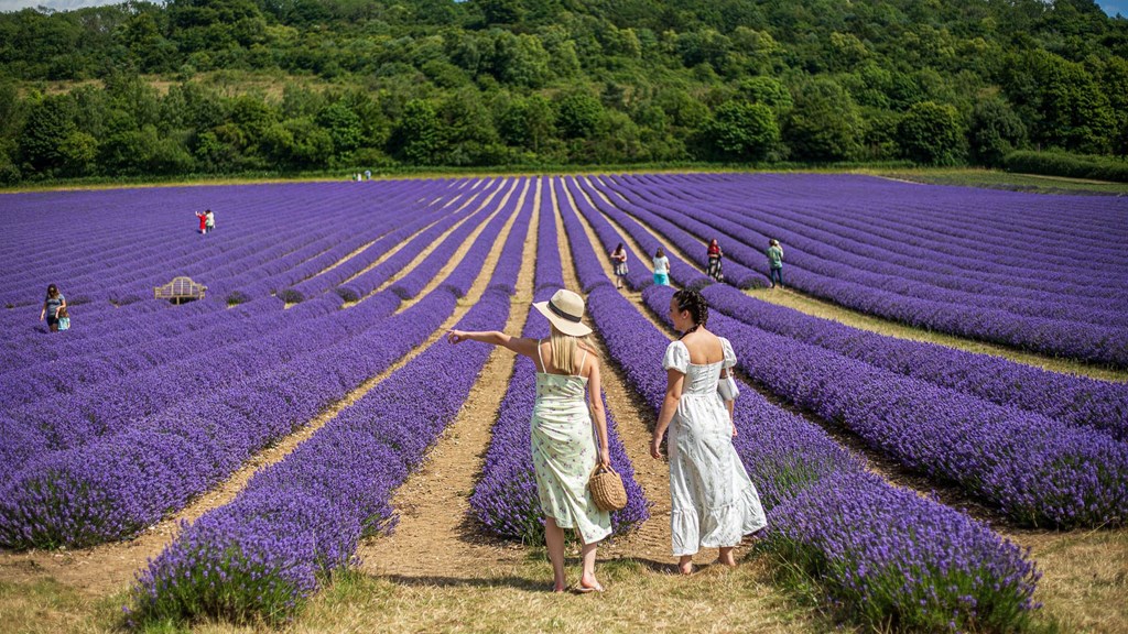 Castle Farm Lavender Fields5
