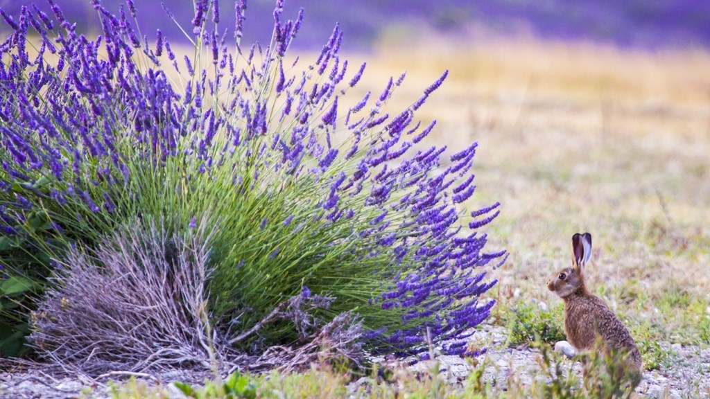 Castle Farm Lavender Fields11